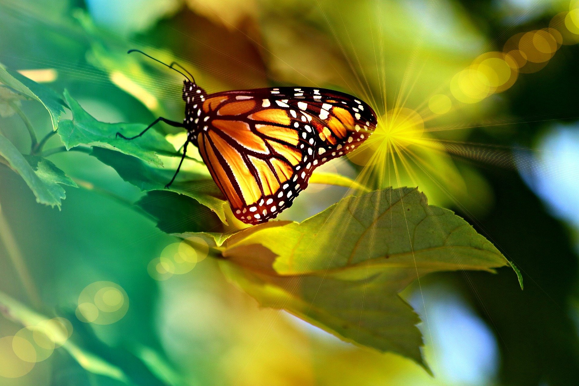 A butterfly on a leaf, with light shining. This represents change and transformation in a positive way.